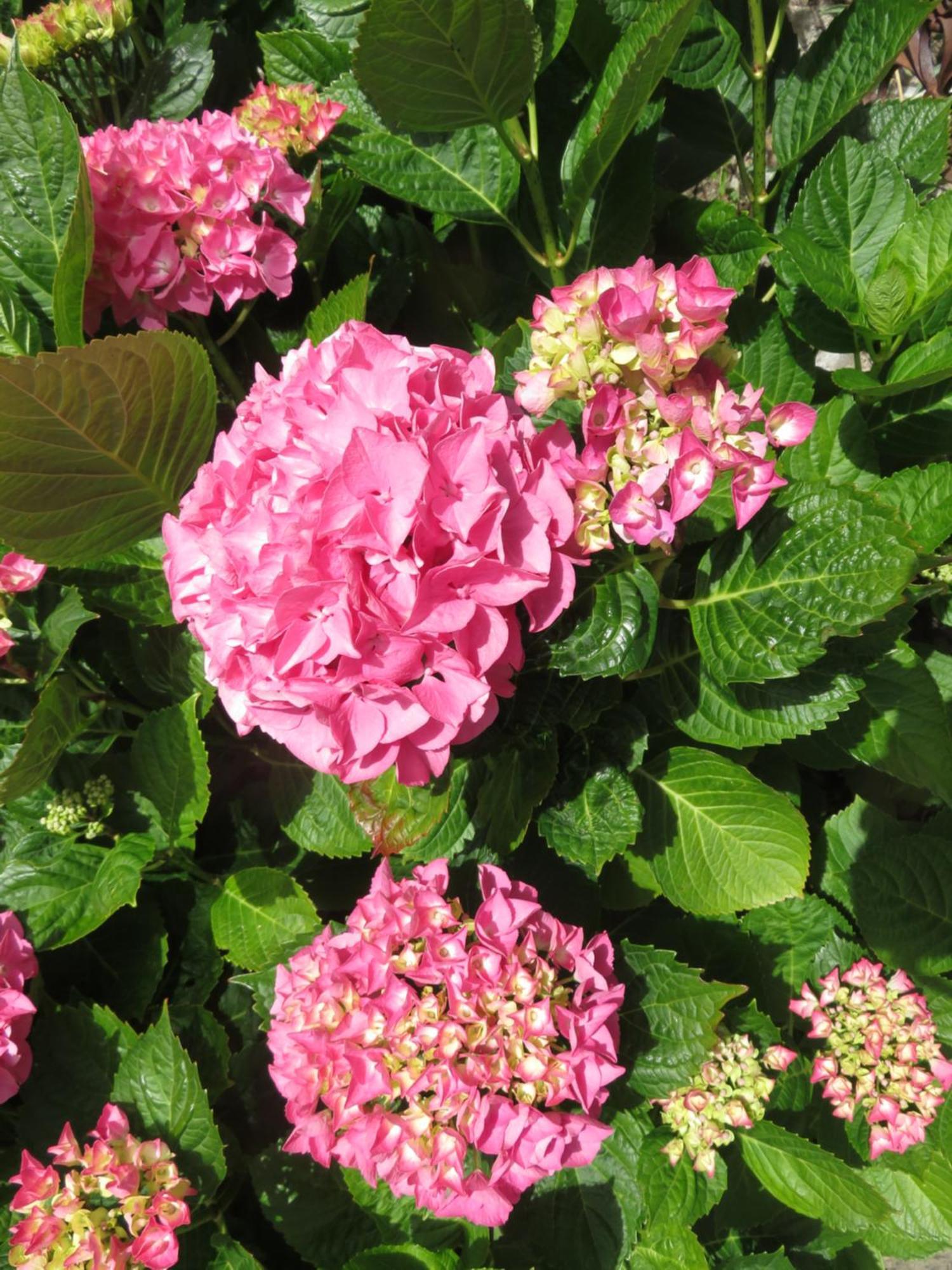 לינה וארוחת בוקר Pleudihen-sur-Rance Le Jardin A Mordreuc מראה חיצוני תמונה
